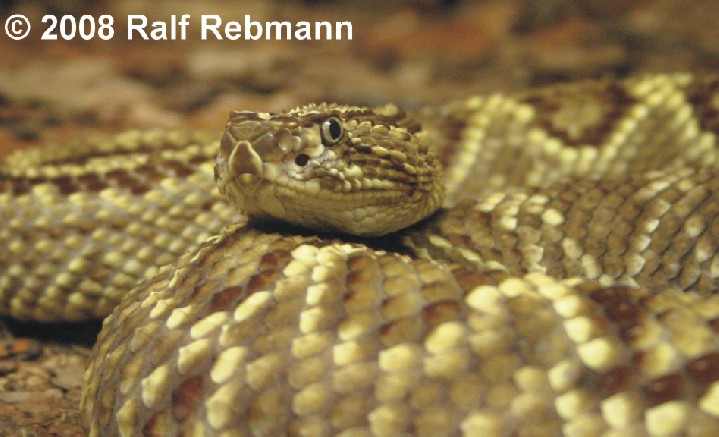 Crotalus durissus Bild04